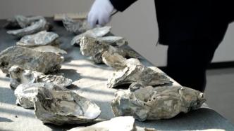 江苏灌南县一建筑工地挖出大量贝类“化石”