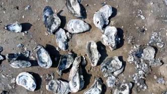 江苏灌南县发现大量贝类化石，对研究海陆演变有重要价值