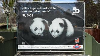 早安·世界｜大熊猫架起中国与西班牙友谊桥梁