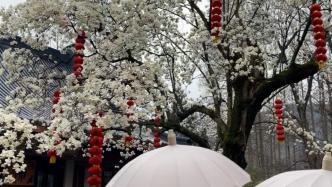 直击杭州法喜寺网红玉兰树花开：市民赞对得起500年高龄