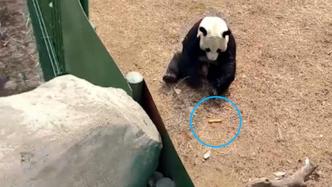 游客给熊猫投喂带包装火腿肠，动物园：尽全力杜绝此事再发生