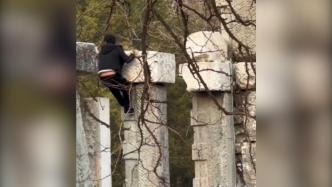 一男子攀爬圆明园遗址，园方：已报警，园内文物没有损坏