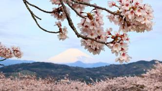 日本赏樱季将至，旅游平台显示赴日签证预订量同比增超30倍