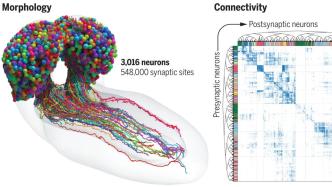 迄今最完整果蝇大脑“地图”公布，或启发新一代AI系统设计