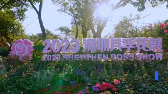 2023深圳月季花展开幕