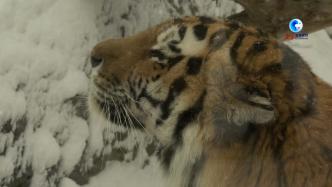 了解动物世界的母亲，俄罗斯举办“动物园里的妈妈”主题活动