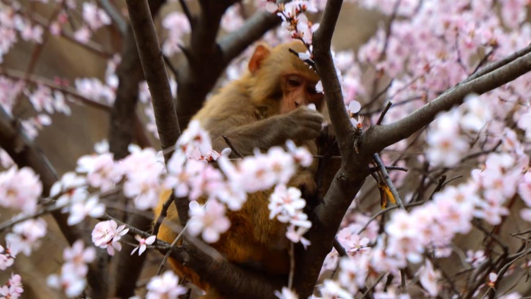 山间桃花盛开，猕猴采摘花朵品尝春天的味道