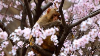 山间桃花盛开，猕猴采摘花朵品尝春天的味道