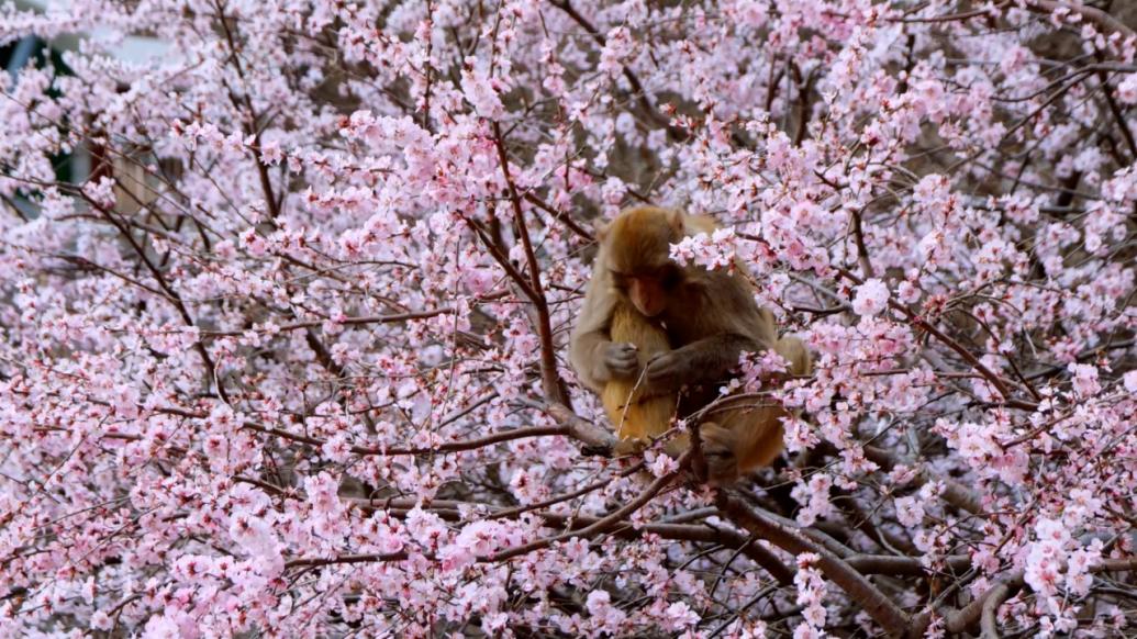 猕猴跃上树梢采摘花朵，品尝春天的味道