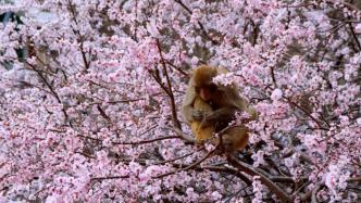 猕猴跃上树梢采摘花朵，品尝春天的味道