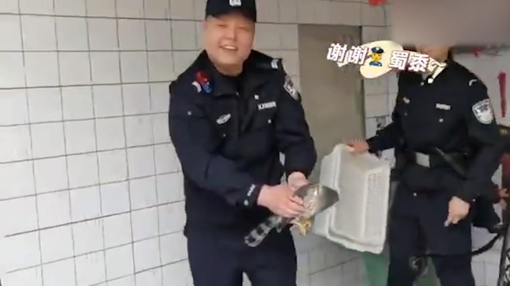 凤头鹰误入民宅，民警暖心护送回家