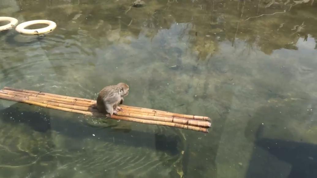 红山森林动物园回应猴子划竹筏像“孙悟空”：自学的