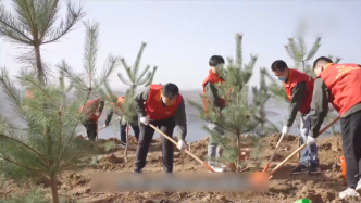 河南新安：黄河生态廊道植树造林“忙”