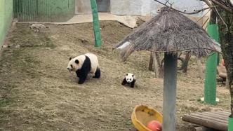 熊猫宝宝偷跑出来玩，被妈妈发现后“摩擦”