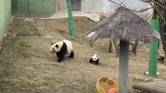 熊猫宝宝偷跑出来玩，被妈妈发现后“摩擦”