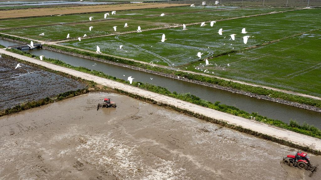 机手驾驶拖拉机在浙江省余姚市滨海农业产业园的海涂盐碱地机耕