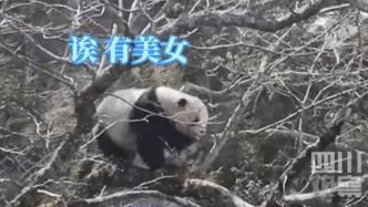 “我不要面子的吗？”野生熊猫爬树求偶被拒