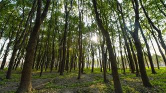 在上海守护绿色，一万余棵树供认建认养包含两百余棵古树名木