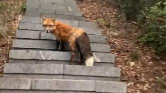 男子爬山偶遇赤狐“带路”：一起爬一分多钟，后来追不上它了