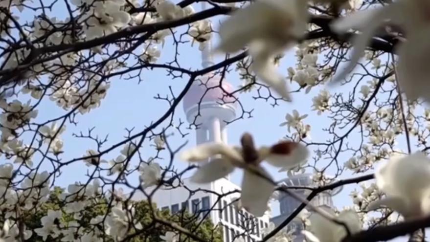 玉兰同框“四件套”，上海陆家嘴地标性建筑与市花交相辉映