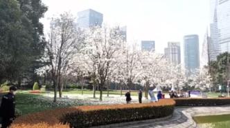 春暖花开！上海陆家嘴地标性建筑与市花白玉兰交相辉映