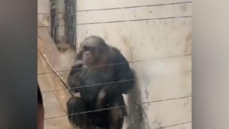 动物园回应“猩猩坐墙边抽烟吐烟圈”：游客扔的