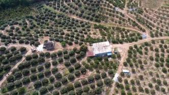 海南樂東：“桂花香”荔枝搶鮮上市