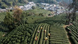 图集｜西湖龙井“明前茶”正式开采，预计2天后大批量上市