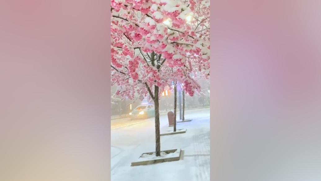 市民拍摄春雪点缀粉色樱花：好看又浪漫