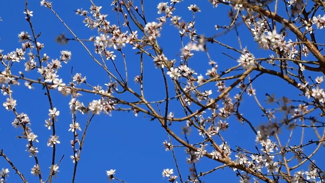 托克逊桃花图片