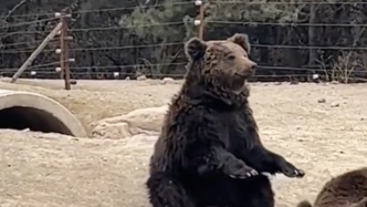 动物园回应棕熊卖力营业被质疑：是真熊，它想让游客投喂