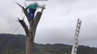 男子修剪大树受伤被困树杈，消防架梯子将他安全救下