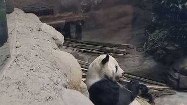 探訪北京動(dòng)物園:丫丫回國(guó)將實(shí)現(xiàn)吃喝自由