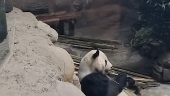探訪北京動物園：丫丫回國將實現吃喝自由