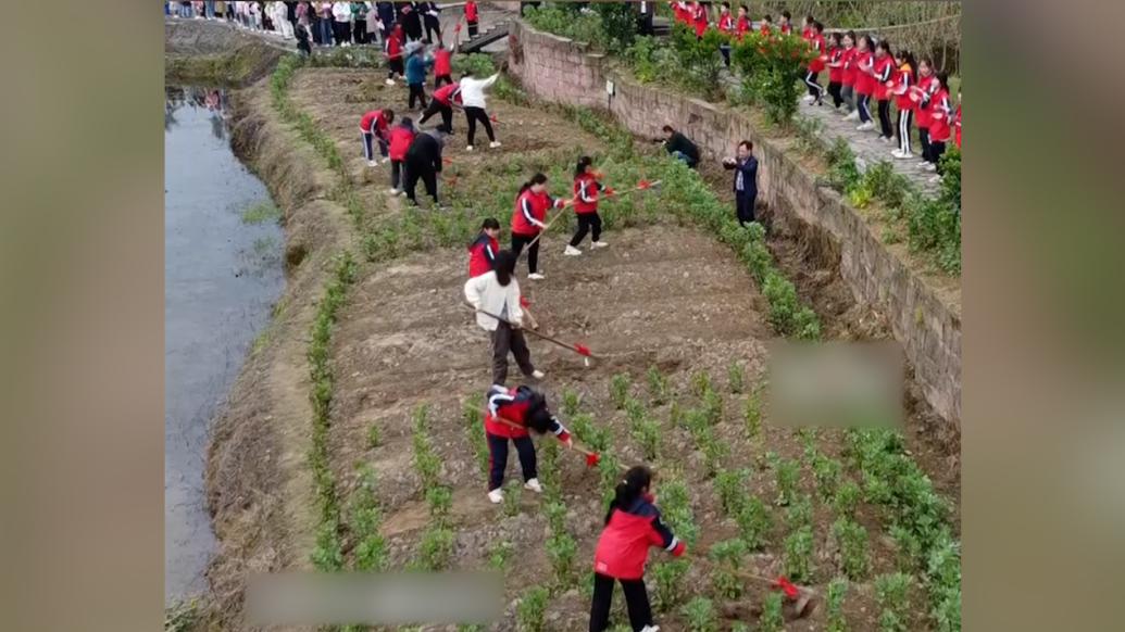 重庆小学生下田开耕体验农民艰辛