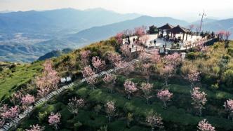 同安白交祠打造“厦门最高赏樱平台”，樱花成乡村振兴密码