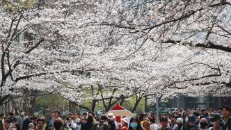 浪漫樱花今再来，南京林业大学邀请公众进校赏樱