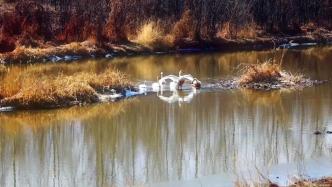 河北隆化：伊逊河湿地迎来白天鹅