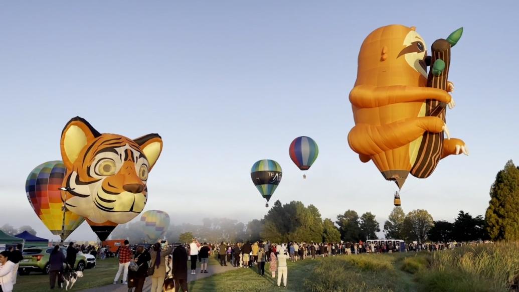 新西兰怀卡托热气球节举办，各色气球让天空充满色彩