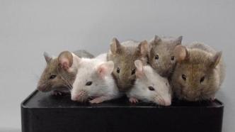 里程碑！雄性小鼠产生功能性卵细胞