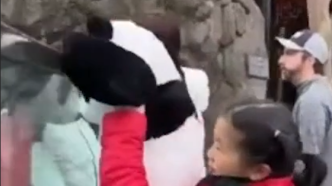 探访孟菲斯动物园：有华人驱车7小时，带萌兰玩偶来看“丫丫”