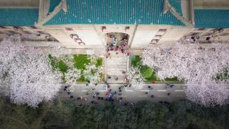 直播录像丨履行三年之约，武汉大学邀援鄂医护赏最美樱花