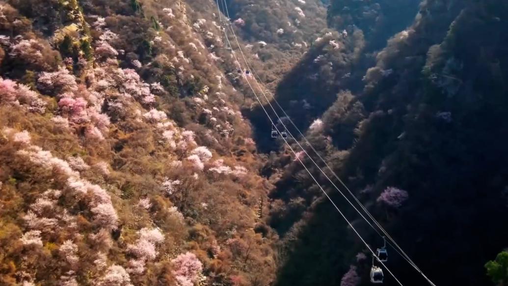 西岳華山：山桃花開燦若云霞