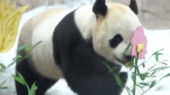 莫斯科动物园庆祝国际熊猫日