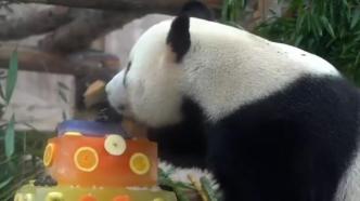 “投喂”冰蛋糕！莫斯科动物园庆祝国际熊猫日
