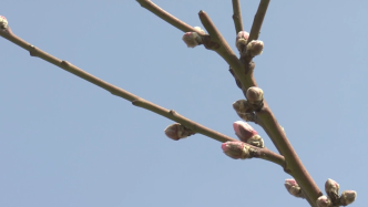 上海桃花节本月下旬拉开帷幕，来看现在桃花长势如何