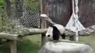 探访孟菲斯动物园：北京动物园专家抵美照看“丫丫”