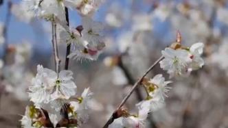 花開滿枝，多彩貴州春意濃