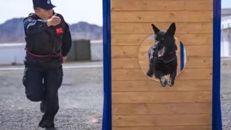 首批“功勛犬”：搜毒戰士莉塞之