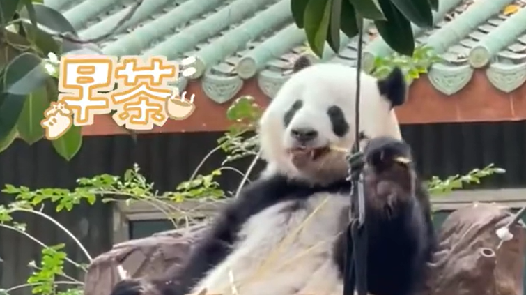广东人把大熊猫养成了阿伯：一大早坐太师椅吃早茶